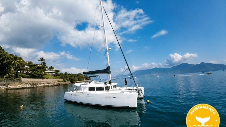 Avistamento de Baleias em um confort&aacute;vel catamar&atilde;